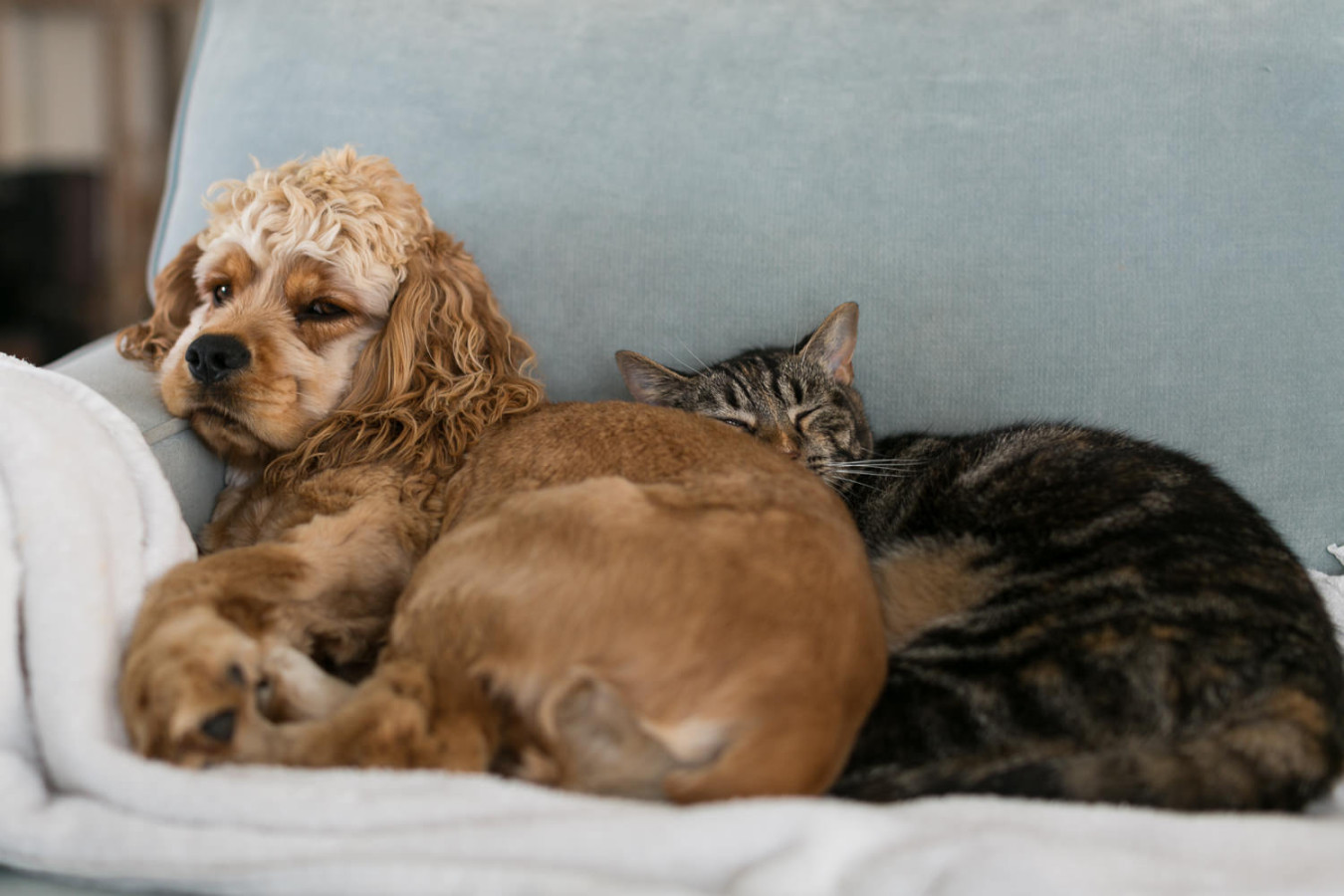 Couch_Potato_Buxton_Miya--14