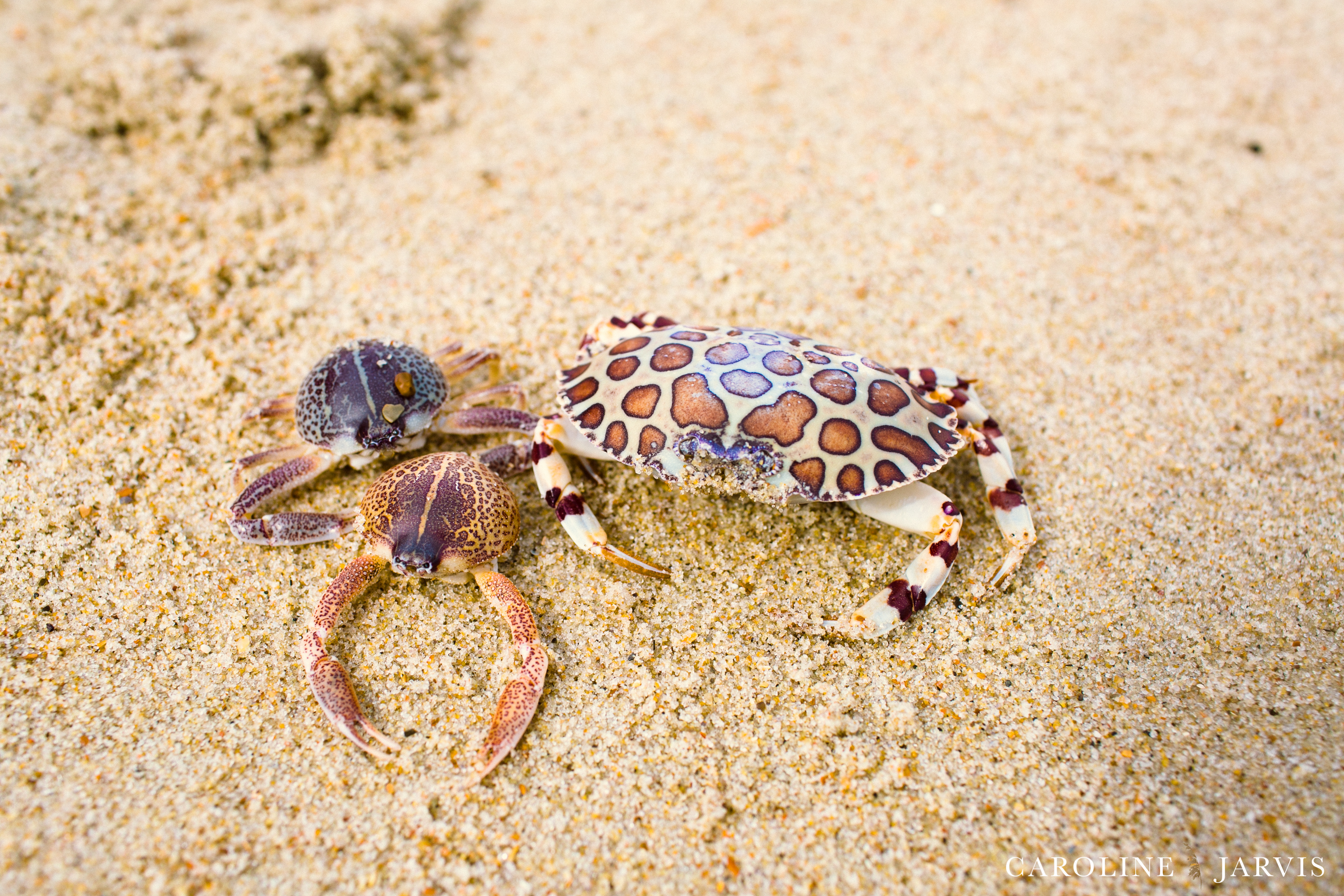 Giraffe Crab by Caroline Jarvis Photography