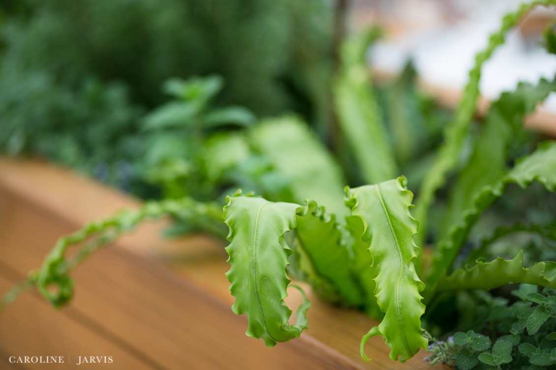 Rhode Island Wedding _ Jeff & Moira Caruso by Caroline Jarvis Photography-May 13, 2016274