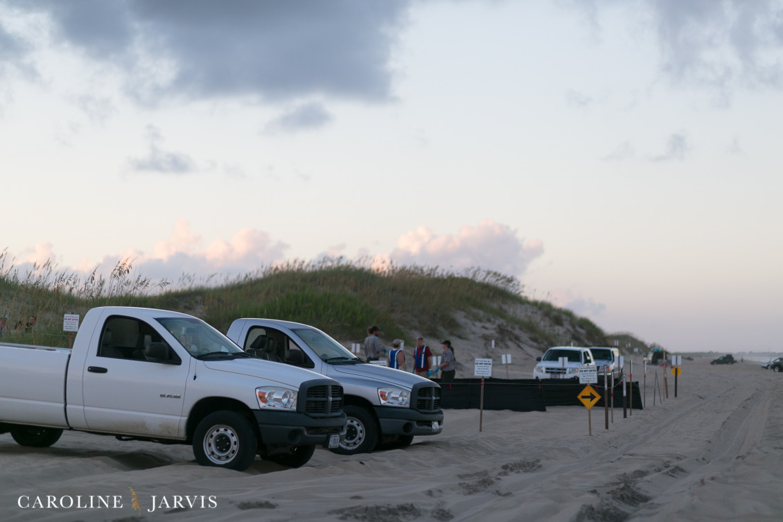 Sea_turtles-August 11, 201607