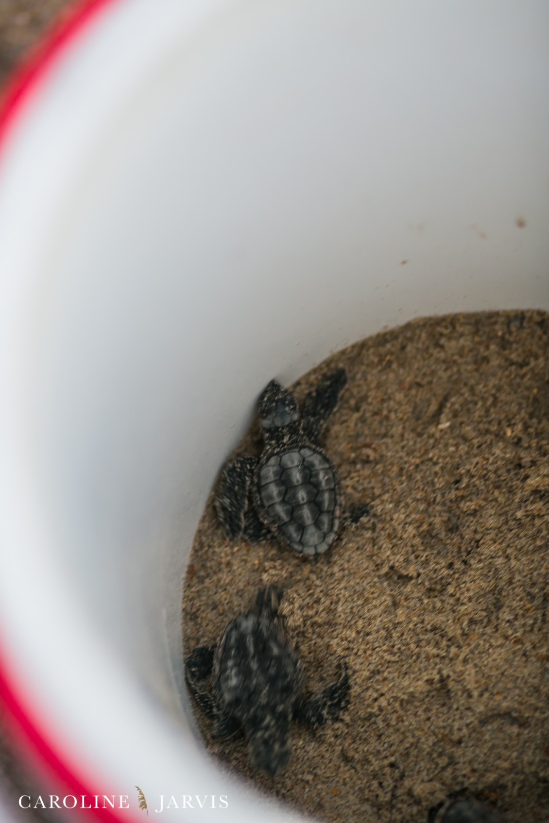 Sea_turtles-August 11, 2016114