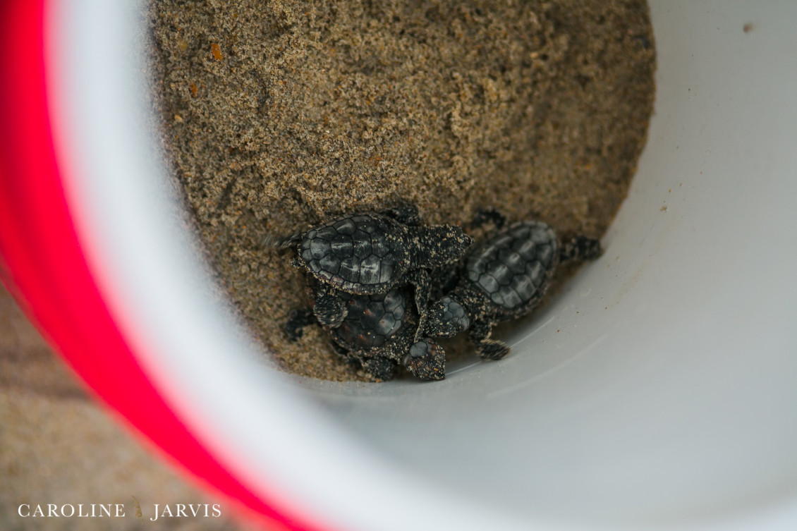 Sea_turtles-August 11, 2016119