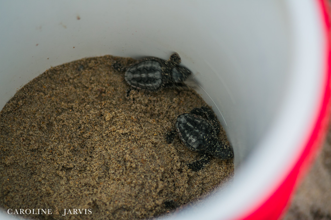 Sea_turtles-August 11, 2016127