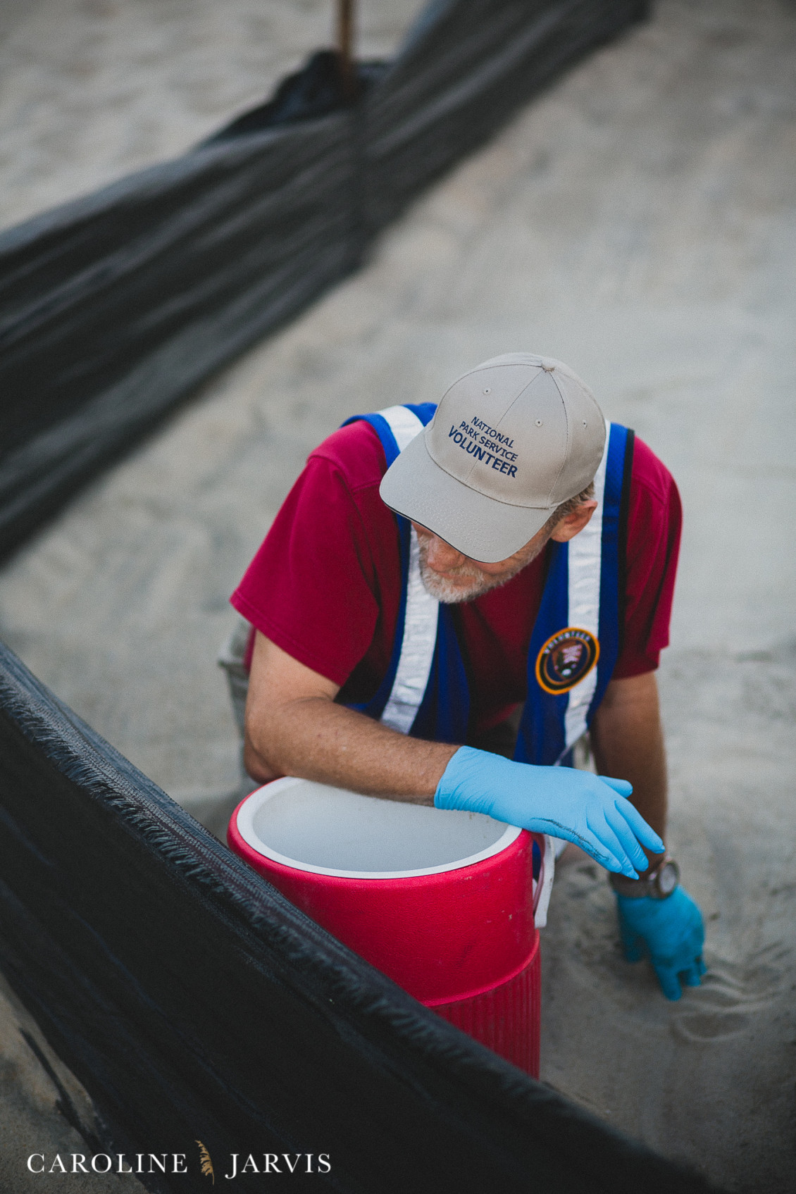 Sea_turtles-August 11, 201635