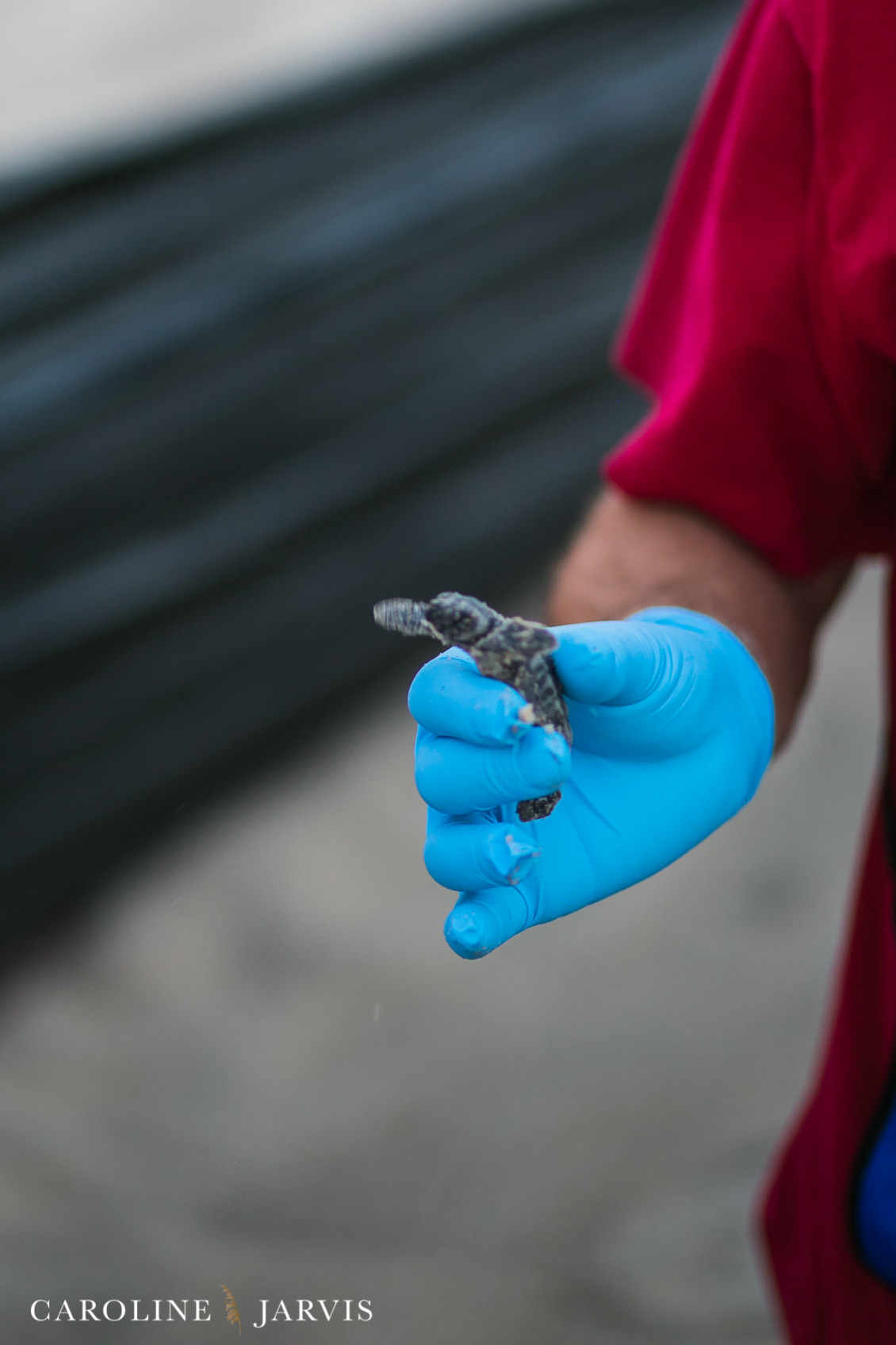 Sea_turtles-August 11, 201685