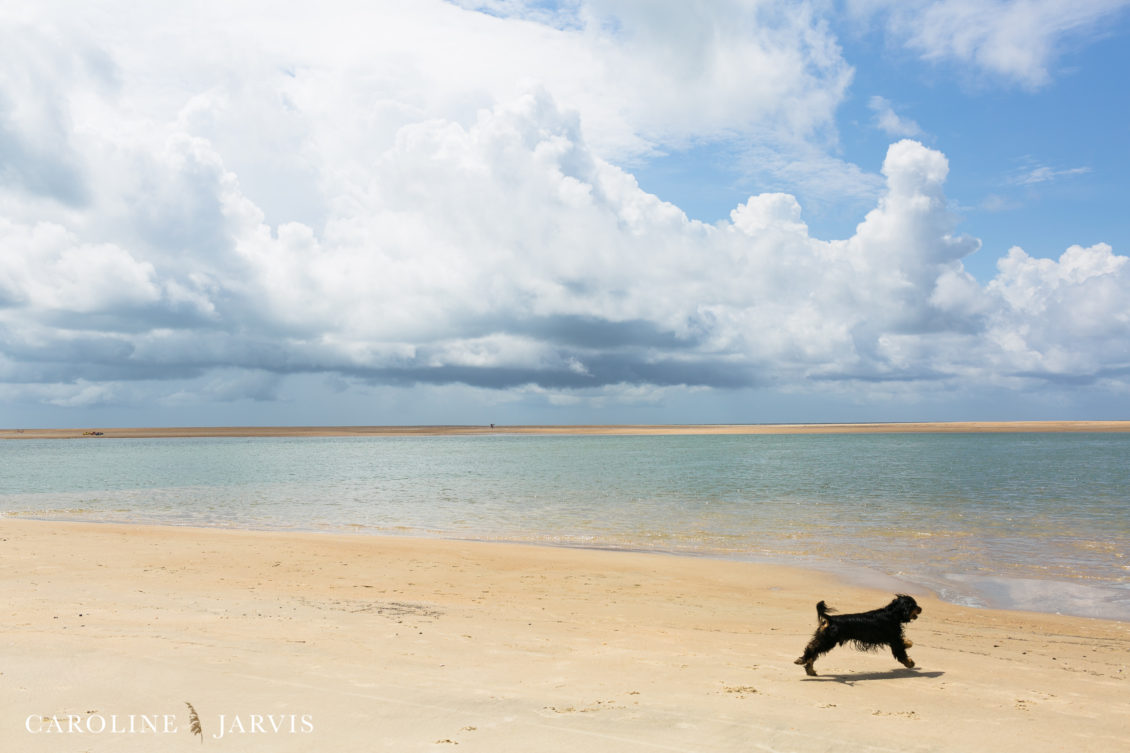 Cape Point Islands by Caroline Jarvis Photography -June 04, 201755