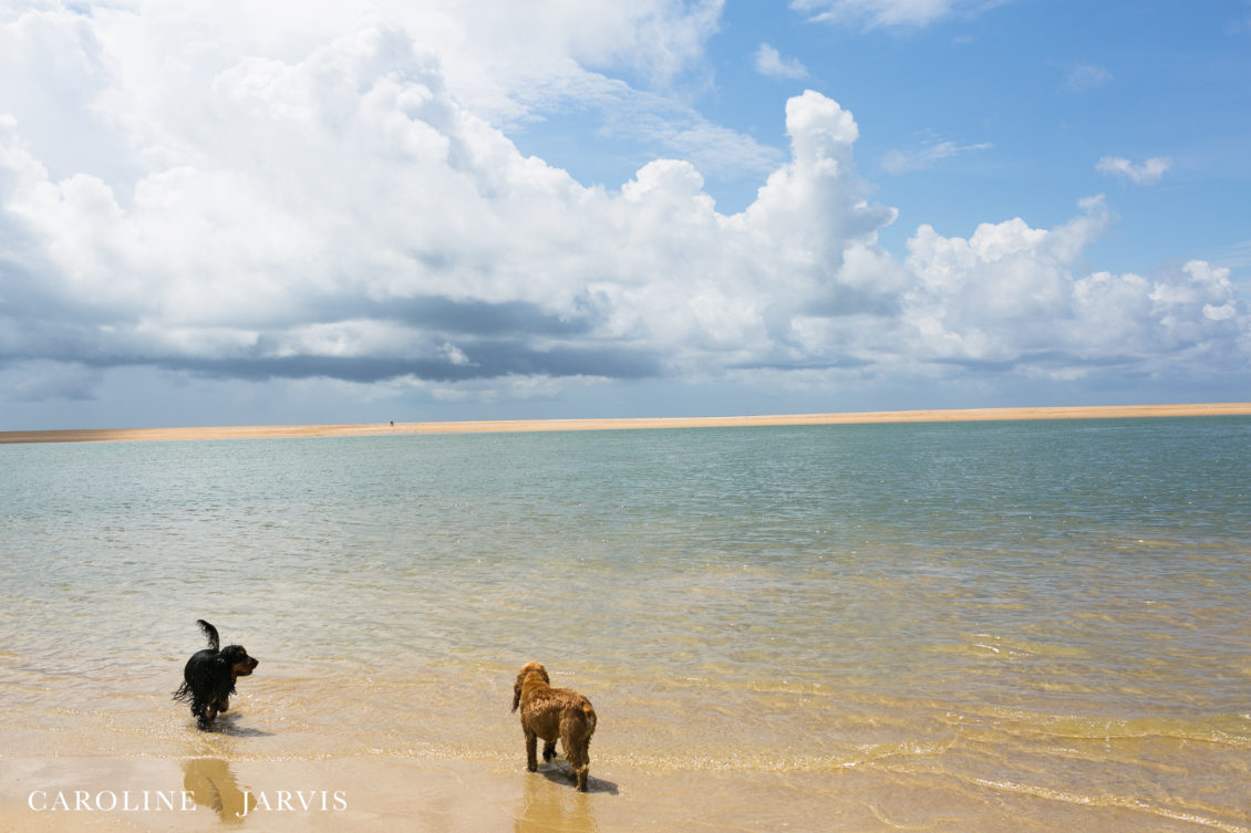 Cape Point Islands by Caroline Jarvis Photography -June 04, 201769
