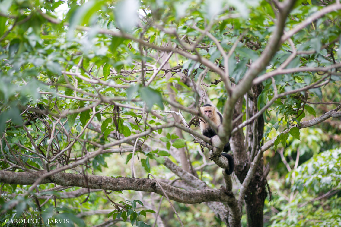 Costa Rica Wedding by Caroline Jarvis Photography - Justin & Danette0901