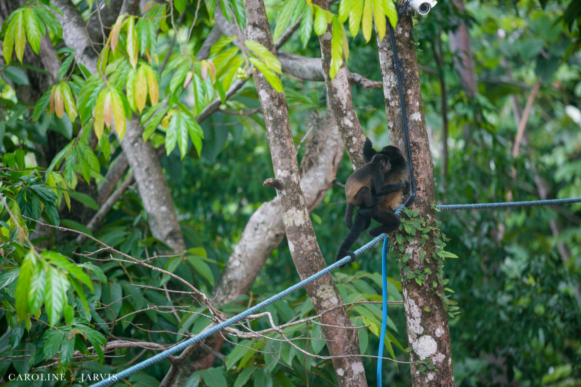 Costa Rica Wedding by Caroline Jarvis Photography - Justin & Danette1123