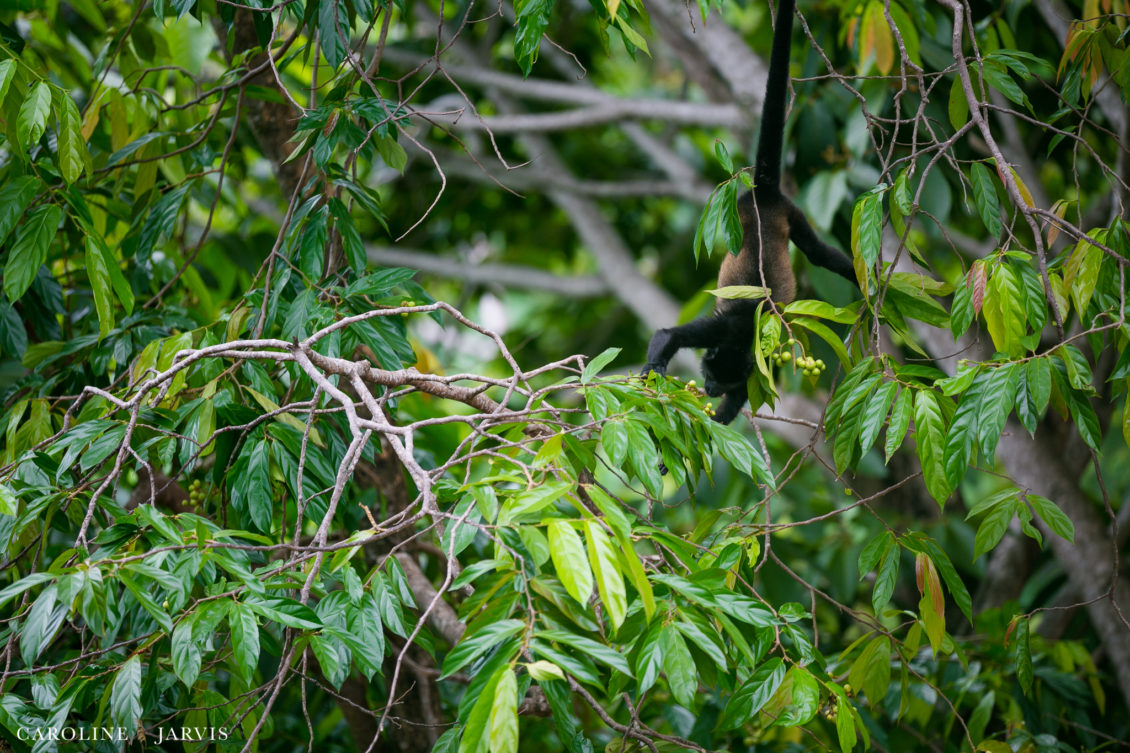 Costa Rica Wedding by Caroline Jarvis Photography - Justin & Danette1134