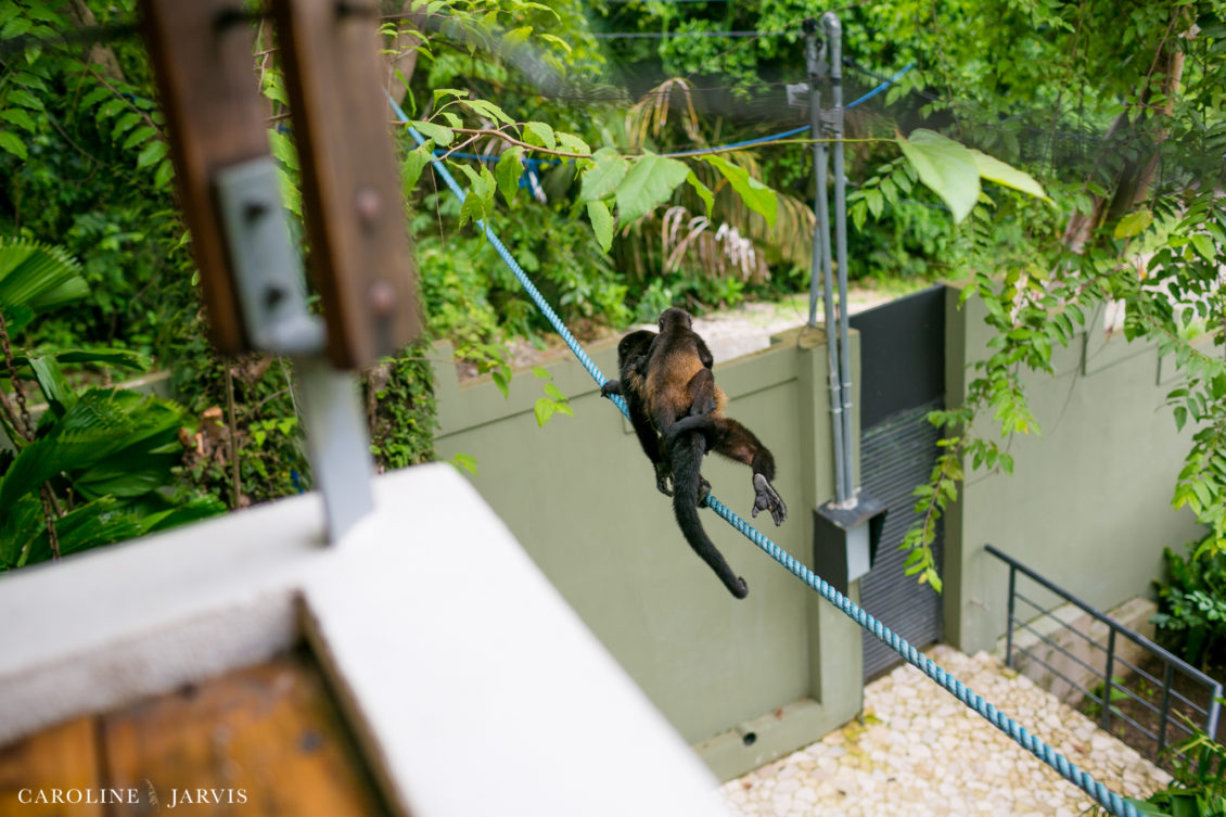Costa Rica Wedding by Caroline Jarvis Photography - Justin & Danette1420