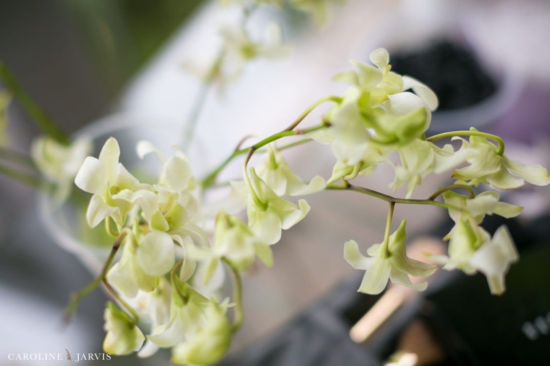 Costa Rica Wedding by Caroline Jarvis Photography - Justin & Danette1751