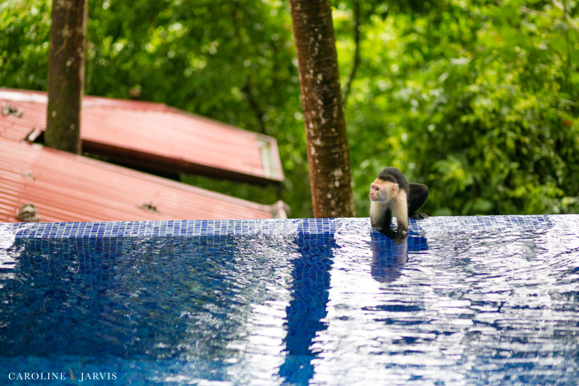 Costa Rica Wedding by Caroline Jarvis Photography - Justin & Danette2991