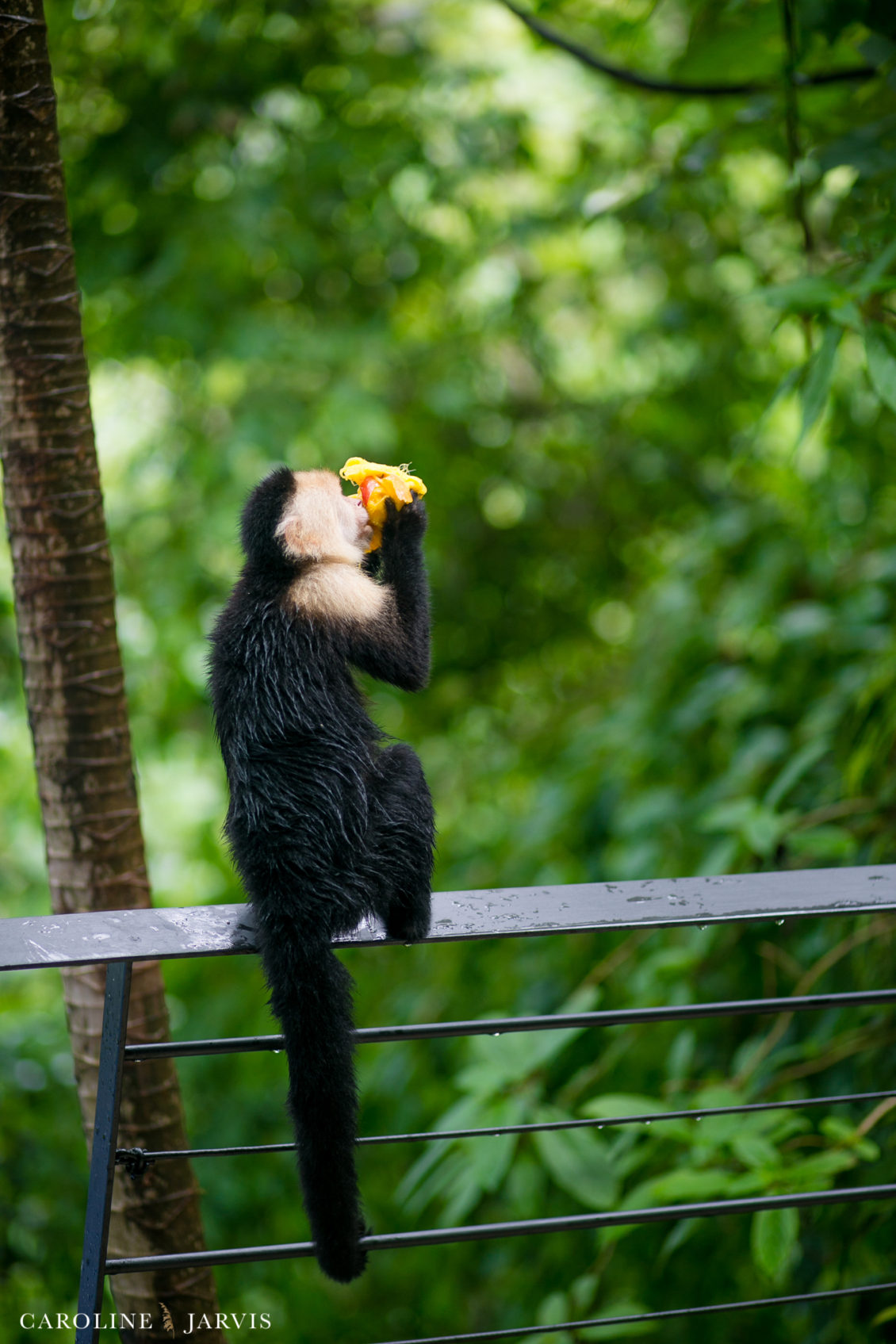 Costa Rica Wedding by Caroline Jarvis Photography - Justin & Danette3049