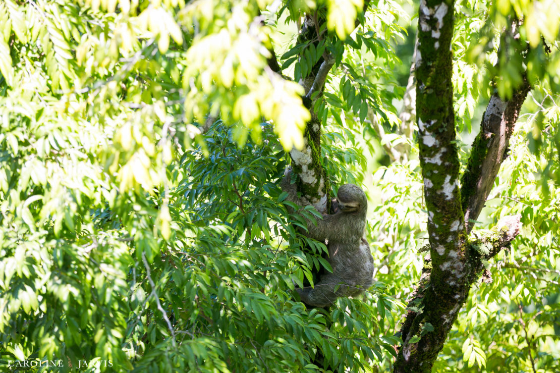 Costa Rica Wedding by Caroline Jarvis Photography - Justin & Danette8360