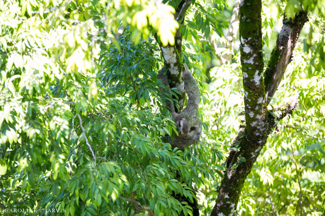 Costa Rica Wedding by Caroline Jarvis Photography - Justin & Danette8364