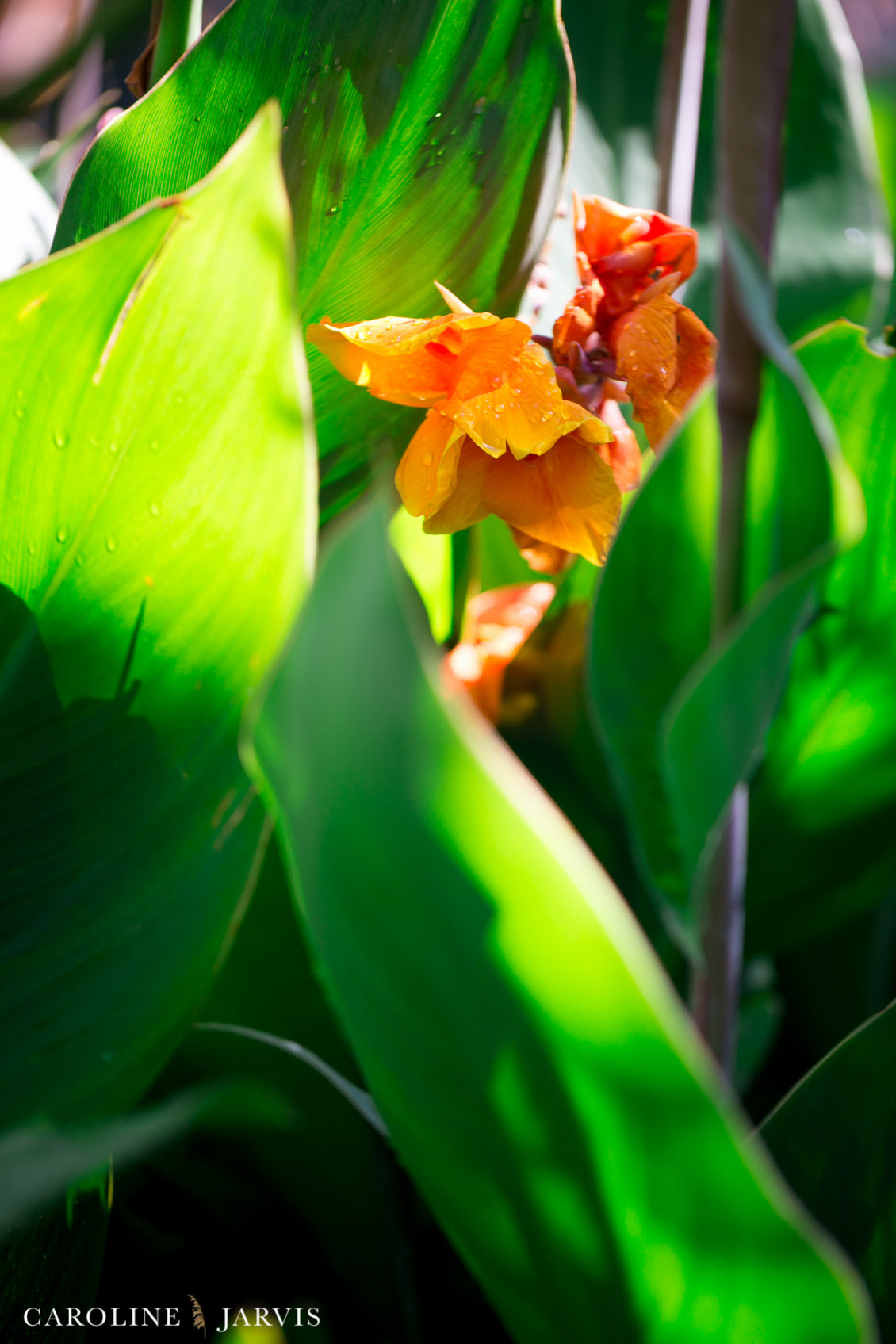 Koru Village Wedding by Caroline Jarvis Photography - Denny Wedding 00695