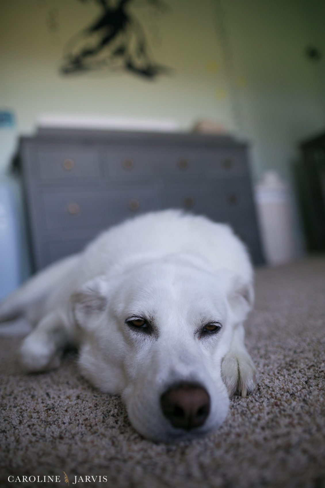 Outer Banks Family Portraits by Caroline Jarvis Photography2861