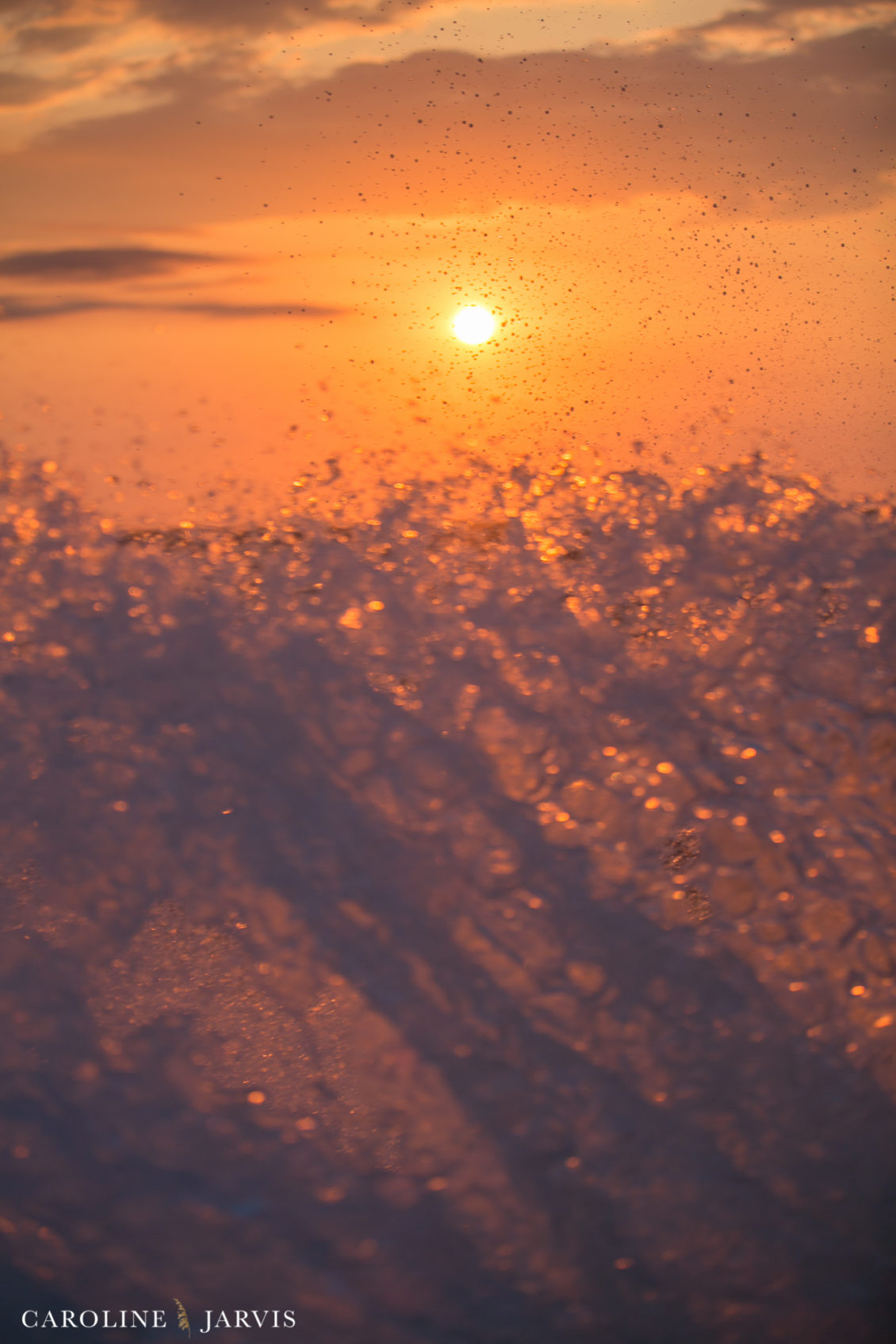 Offshore_Fishing_Sea_Creature_June7_2018-June 07, 2018227